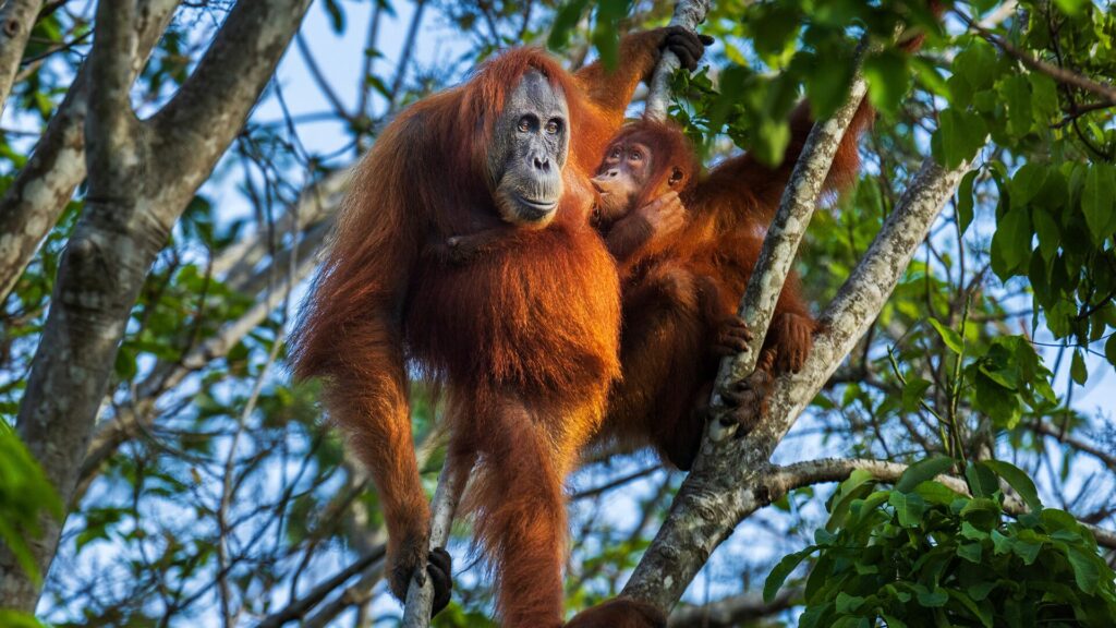 Orangutans in Sumatra
