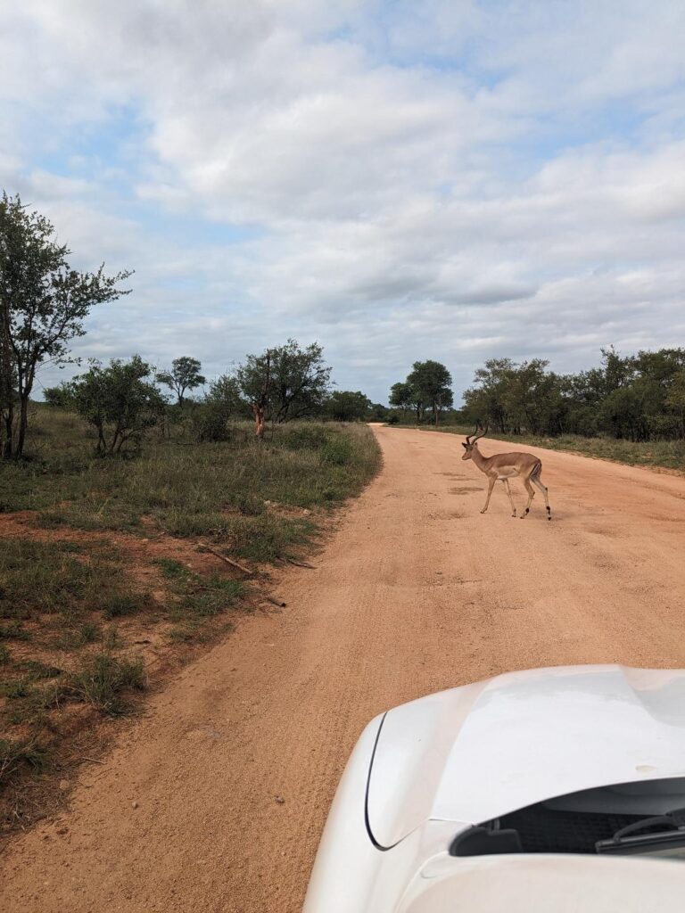 Kruger Park The Very Best January Holiday Destinations In The World Now Happy Irish Wanderers