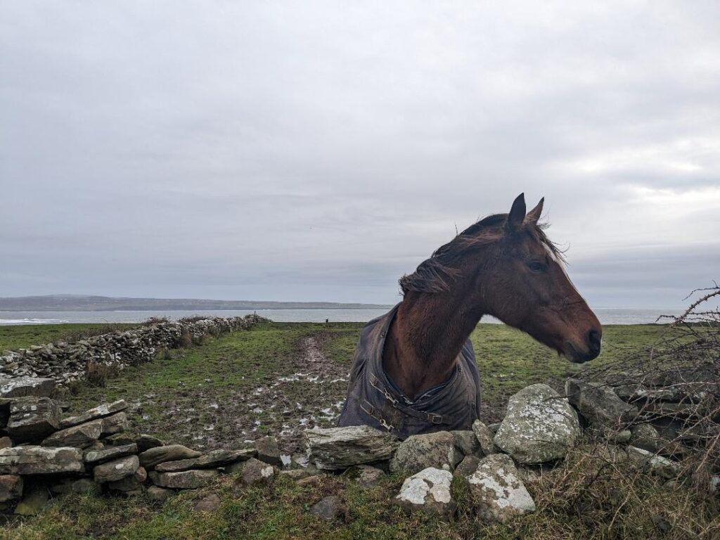 Windswept Horse Doolin Ireland -  Gateway to the Wild Atlantic Way Happy Irish Wanderers