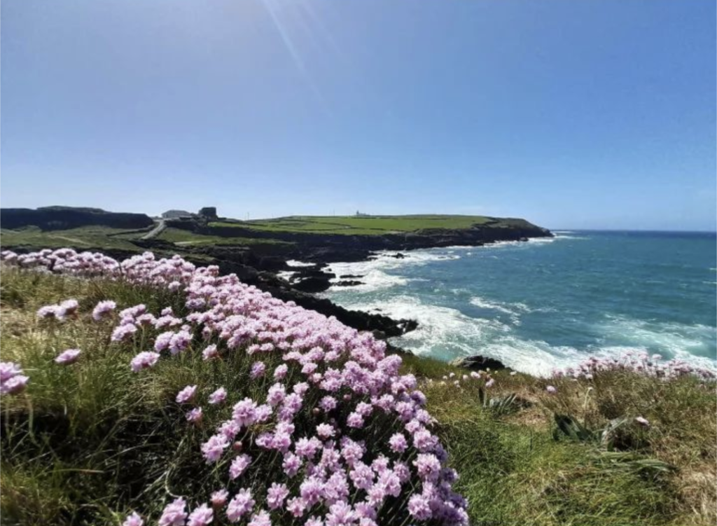 Wild flowers along Ireland coastal drives Mizen Head - Visit Ireland's Most Southerly Tip Now Happy Irish Wanderers