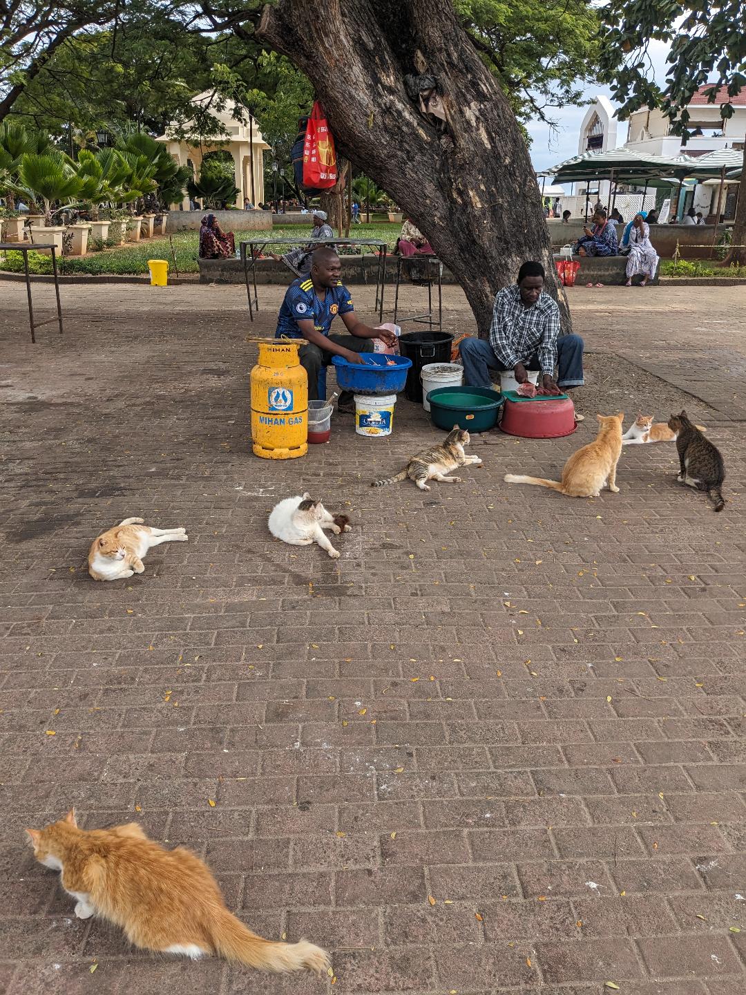 Stone-Town-Cats-Happy-Irish-Wanderers