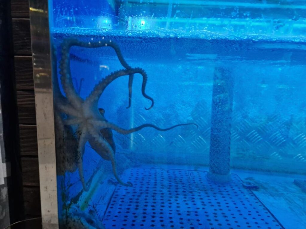 Live octopus in a tank in South Korea Travel Happy Irish Wanderers