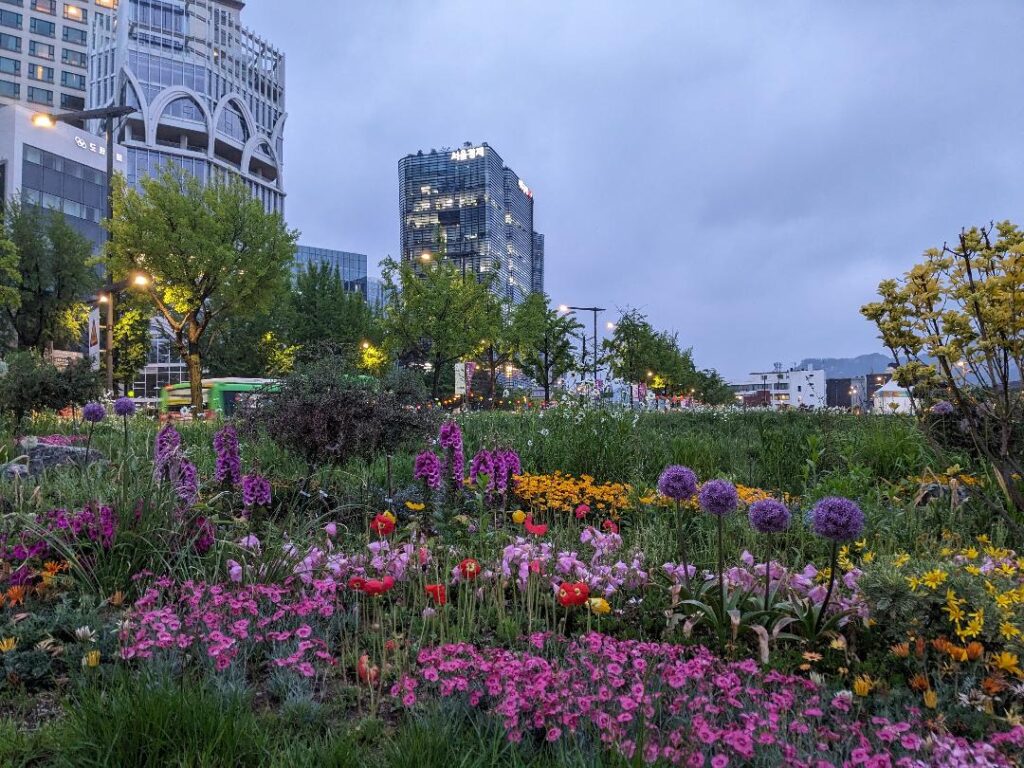 Wild flowers in Yeollin-Songhyeon-Square-Seoul-South-Korea