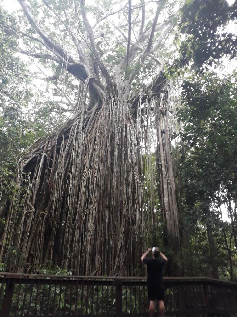 Curtain Fig tree Is Cairns Worth Visiting? The Best Guide Out There Happy Irish Wanderers