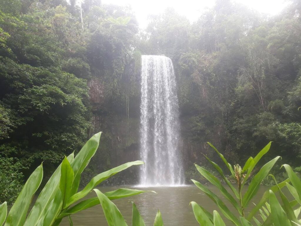 Millaa Millaa Falls Is Cairns Worth Visiting? The Best Guide Out There Happy Irish Wanderers