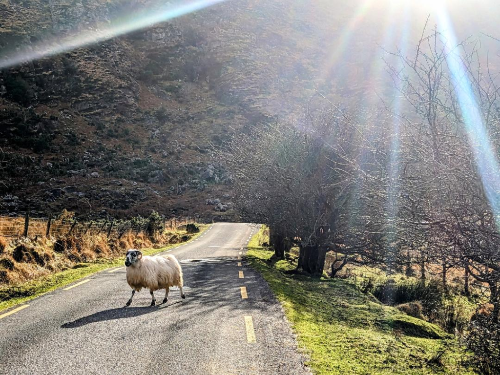 Irish sheep crossing the road Expert Advice on The Best Dos and Don'ts For Visiting Ireland Happy Irish Wanderers