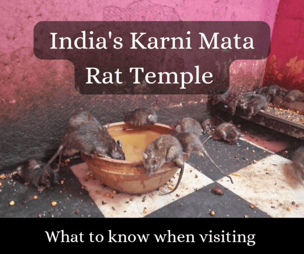 Indian Praying Rats Karni Mata Rat Temple in India: 20 BEST Tips for Visiting