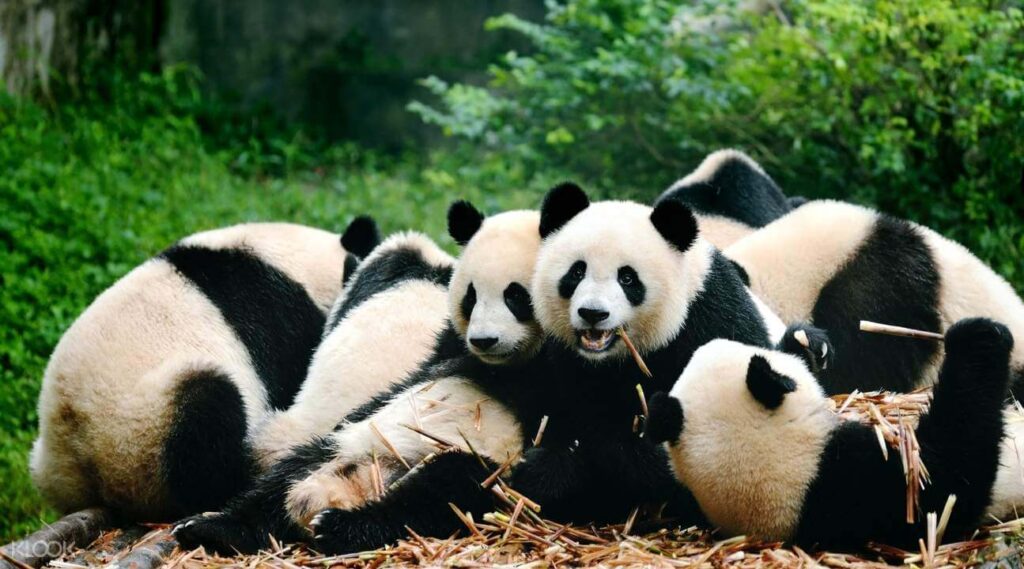 Chengdu Pandas