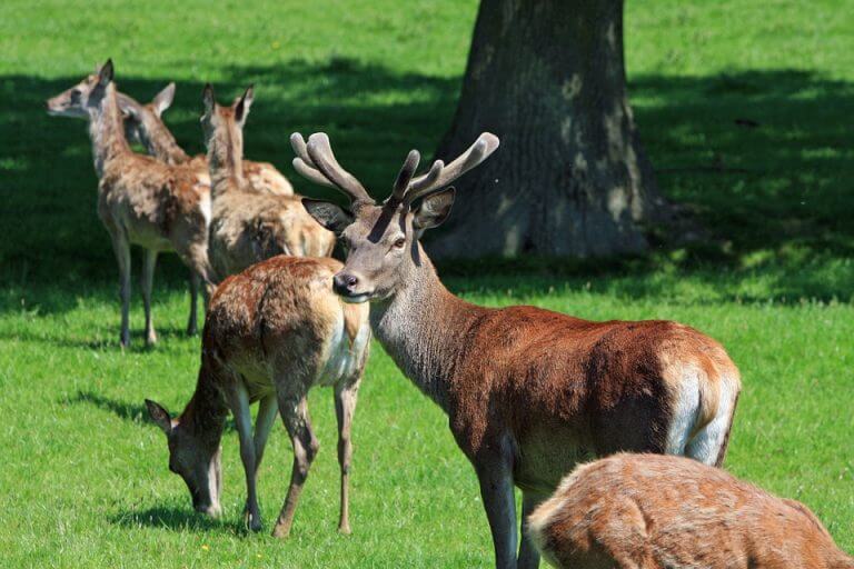 Doneraile Park Lesser-Known Free Attractions in Ireland