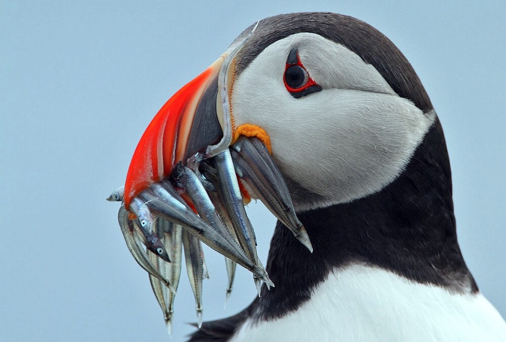 Puffin Hidden Islands of Ireland: 