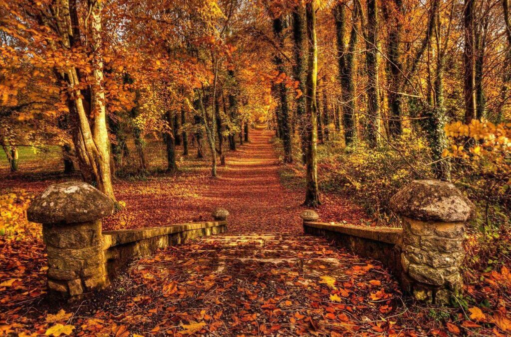 Autumn leaves in Ireland Visiting Ireland in October 