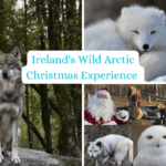 Wild Ireland Wild Arctic