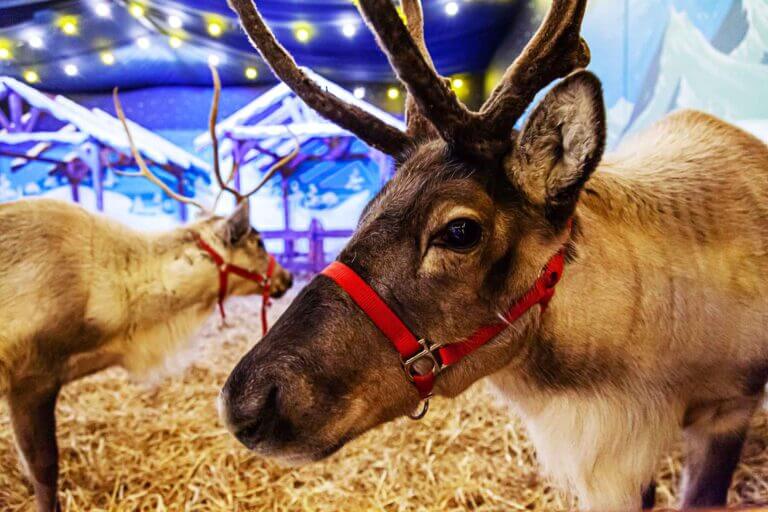 Santa's reindeer at Elf Town Galway 2025