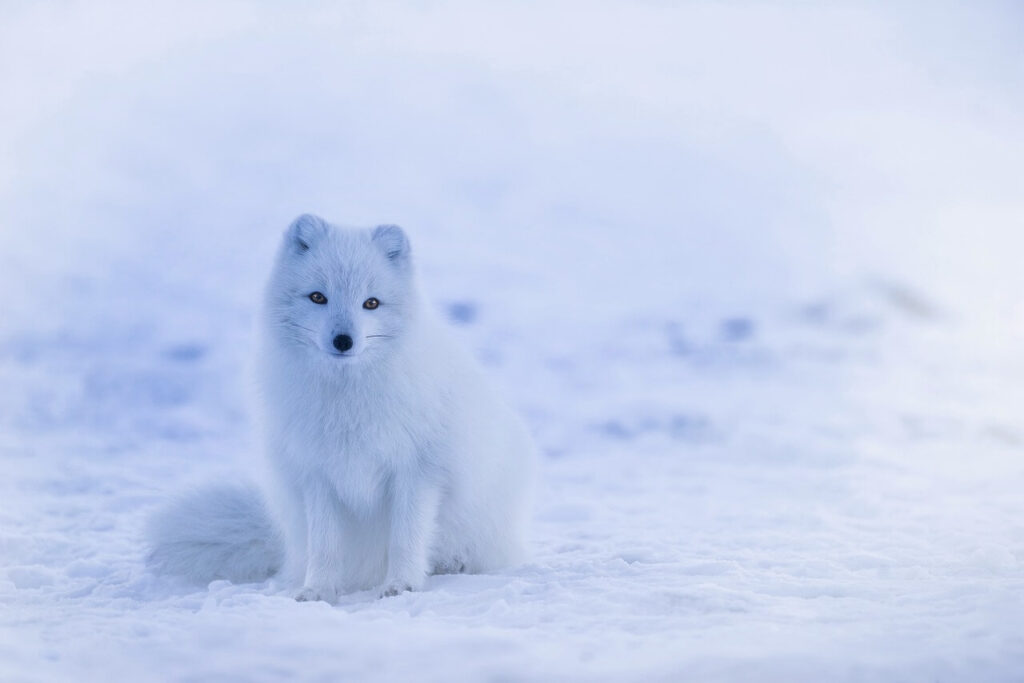 Artic Foxes wild ireland