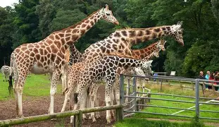 fota wildlife park