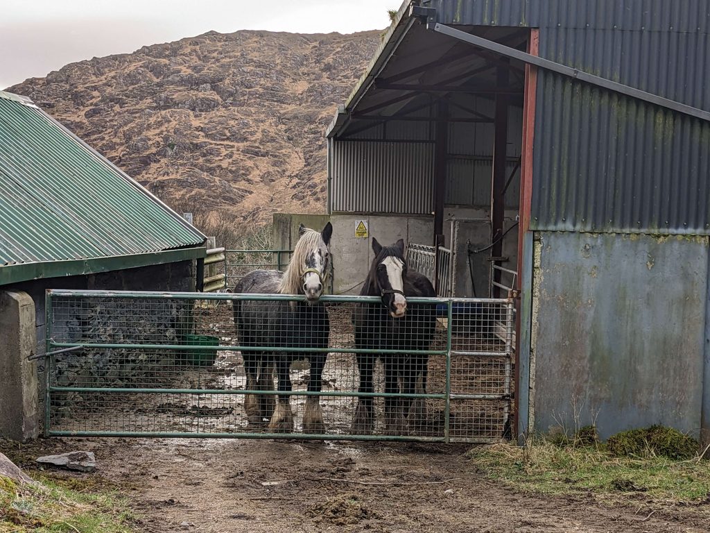 Horses in a farm in Killarney - best things to do in Killarney