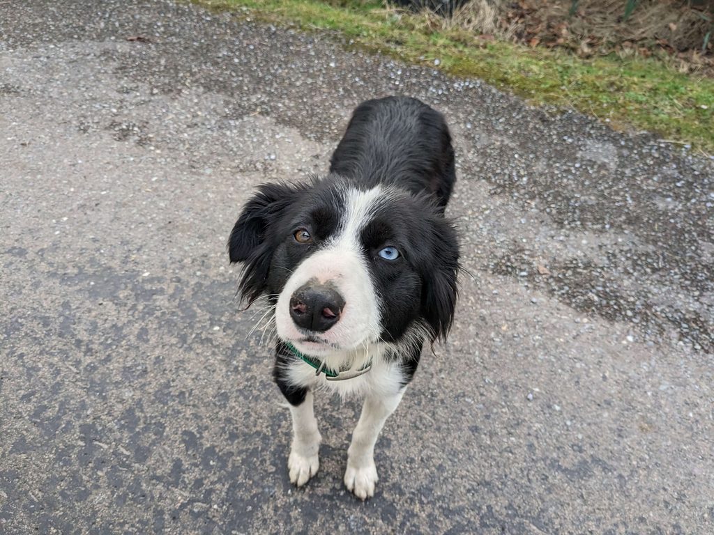 Sheep Dog in Kerry - Best things to do in Dingle