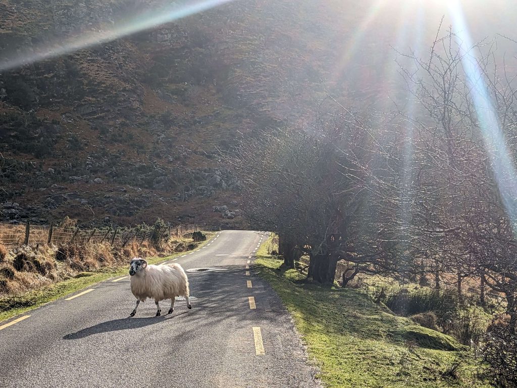 Sheep walking across the road in Killarney National Park -Killarney itinerary